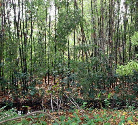 <span lang= es-es >Bamb</span>. La extica planta asitica se est extendiendo en los cursos fluviales, cuya biodiversidad empobrece. 