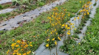 Plantaci�n de �rnica en el campus de Lugo