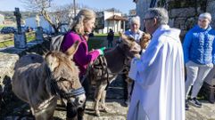 Los animales tambin fueron a misa en Noicela, Carballo: las imgenes!