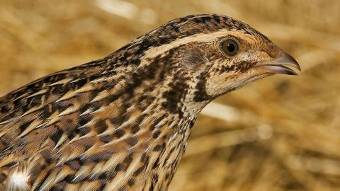 Una codorniz com�n