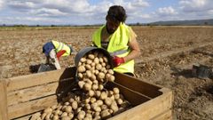 Imagen de la �ltima recogida de patata en la zona de A Limia