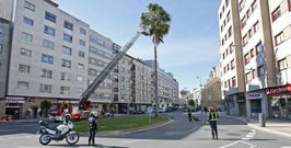 Algunas de las ramas y hojas retiradas por los bomberos de Pontevedra med�an m�s de metro y medio de longitud. 