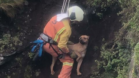 Perro rescatado esta ma�ana en un acantilado en Puerto de Vega, en Navia