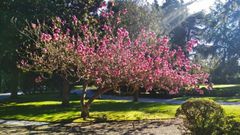 Magnolia del jard�n del museo Evaristo Valle