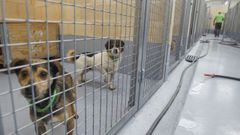 Perros en el centro Moug que fueron recogidos a los dos hermanos de A Graa.