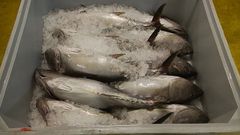 Temporada del bonito