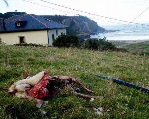 El propietario de las ovejas dice que fueron atacas por lobos.
