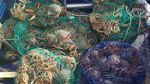 Parte de los salabardos con 340 kilos de centolla incautados al San Manuel, pesquero con base en Laxe precintado en el puerto de Ribeira tras ser sorprendido por Gardacostas con m�s marisco del que pod�a capturar