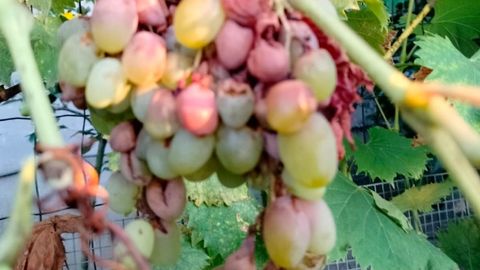 Uvas destrozadas por las velutinas en Ferrolterra
