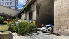 El �rbol que cay� sobre la turista en la zona de As Burgas