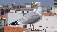 Una gaviota en los tejados de Gij�n.Una gaviota en los tejados de Gij�n