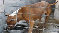 Uno de los perros acogidos en el refugio municipal de animales dom�sticos de Quiroga