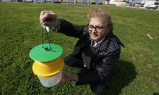 La responsable de la Oficina Agraria de Viveiro muestra una trampa tipo para las polillas. 