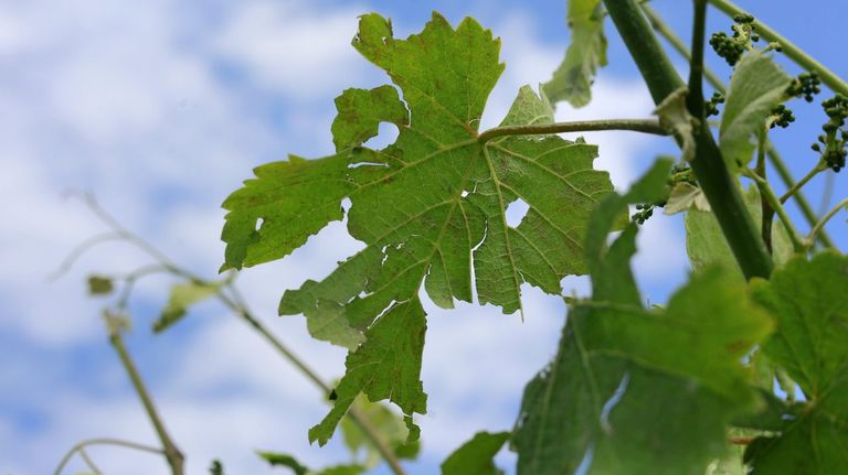 Una granizada causa da�os en un vi�edo de R�as Baixas, en la comarca de O Saln�s