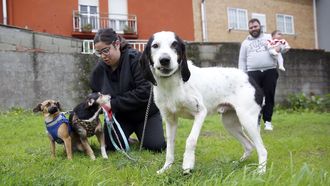 Remo, el sabueso que sobrevivi al ataque de un jabal, ya puede caminar y busca una familia que lo adopte definitivamente. El joven perro se ha recuperado en tiempo rcord en una casa de acogida de Rianxo