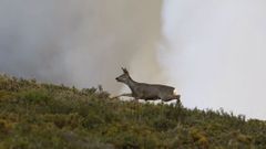 Corzos y jabal�es protagonizan muchos de los accidentes en carreteras ourensanas
