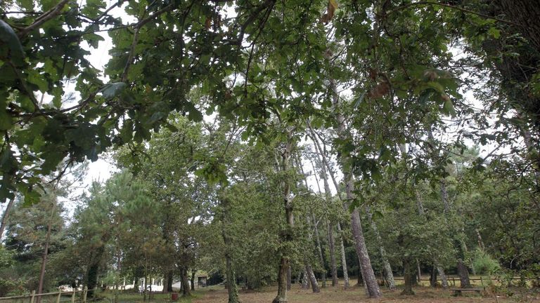 Las enfermedades o las posibilidades de especies como el carbalo estarn presentes en las jornadas