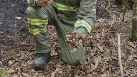 La presencia o no de combustible ayuda a determinar c�mo se pudo originar el fuego y hacia d�nde evolucion�. En este caso, la hojarasca pudo alimentar, incluso durante minutos, una chispa hasta que se convirti� en incendio.