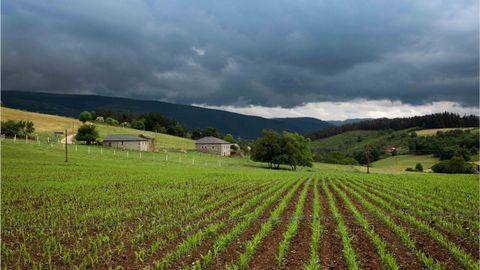 Un campo reci�n sembrado en el oriente de Asturias.