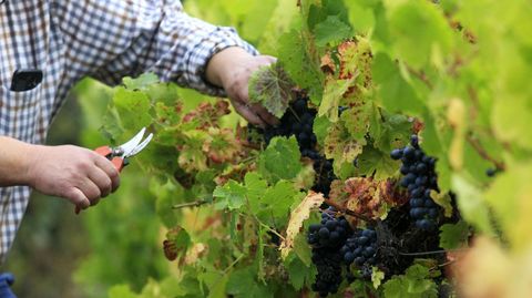 Vendimia de uvas de menc�a, el pasado a�o. en una vi�a de Rosende