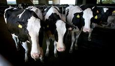 Buena parte de los ganaderos de la zona cobraron la leche en diciembre a meno de 30 céntimos.
