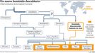 �rbol evolutivo de la evoluci�n humana