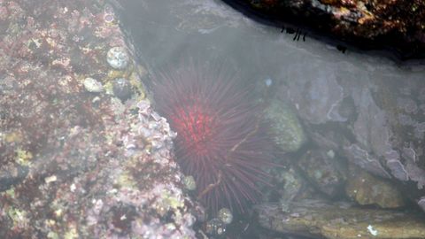 Captura del oricio en Asturias