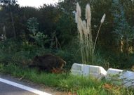 Un ejemplar, junto a la carretera de acceso al puerto de Lorb. 