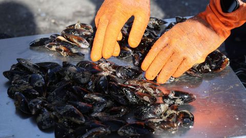 Mejillones destinados al mercado del consumo en fresco, reci�n descargados en un puerto gallego.