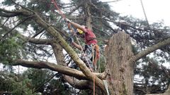 Cortan un �rbol de 54 a�os en Cambados y tienen que cortar el tr�fico durante horas