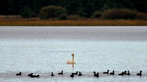 Protegida por distintas figuras mediombientales, la laguna litoral de A Frouxeira (Valdoviño), es un humedal de gran valor ornitológico