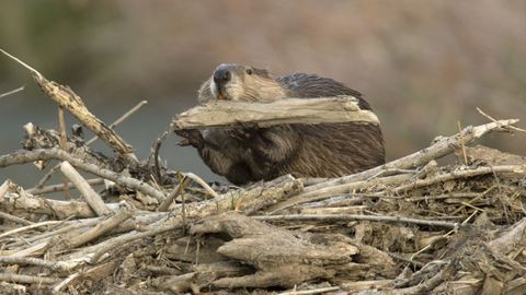 Un castor durante el montaje de una presa natural