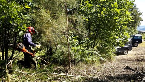 La limpieza de la biomasa ayuda a prevenir los incendios forestales