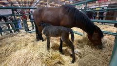 Carixa, reci�n nacida, mamaba esta ma�ana en la corraleta del recinto de la feria de Silleda