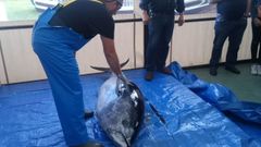 As� se hace el ronqueo de un at�n de 125�kilos