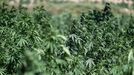 Una plantaci�n de Cannabis en Marruecos, que ha legalizado su uso con fines m�dicos e industriales. 