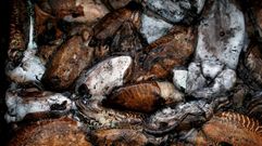 Chocos en una subasta en una lonja gallega