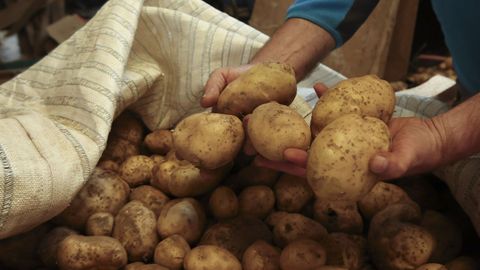 Foto de archivo de producci�n de patatas