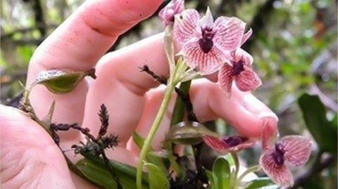 Una orquídea con la cara del diablo
