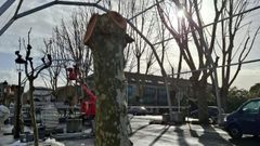 cambre.Imagen de algunos de los �rboles de la plaza central del municipio