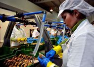Las operarias tienen que eviscerar con un cuidado exquisito las vieiras de la r�a de Arousa. 