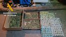 Plantaci�n de marihuana encontrada en Vald�s