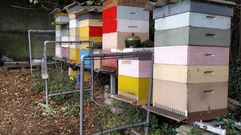 Colmenares protegidos de la velutina con arpas el�ctricas en Pedroso, Nar�n