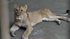 Mugi, una de las leonas fallecidas en el Parque Zool�gico de Tama, a las afueras de Tokio