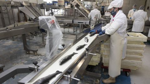 Trabajadores en una piscifactoría