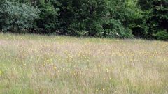 El �rnica sol�a abundar en prados gallegos, y ahora se est� recuperando.