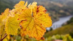 Colores de oto�o en las vi�as de A Ermida, en Chantada