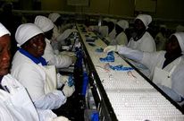 Operarias de Pescanova en la planta de procesado que la compa��a pesquera tiene en L�deritz.