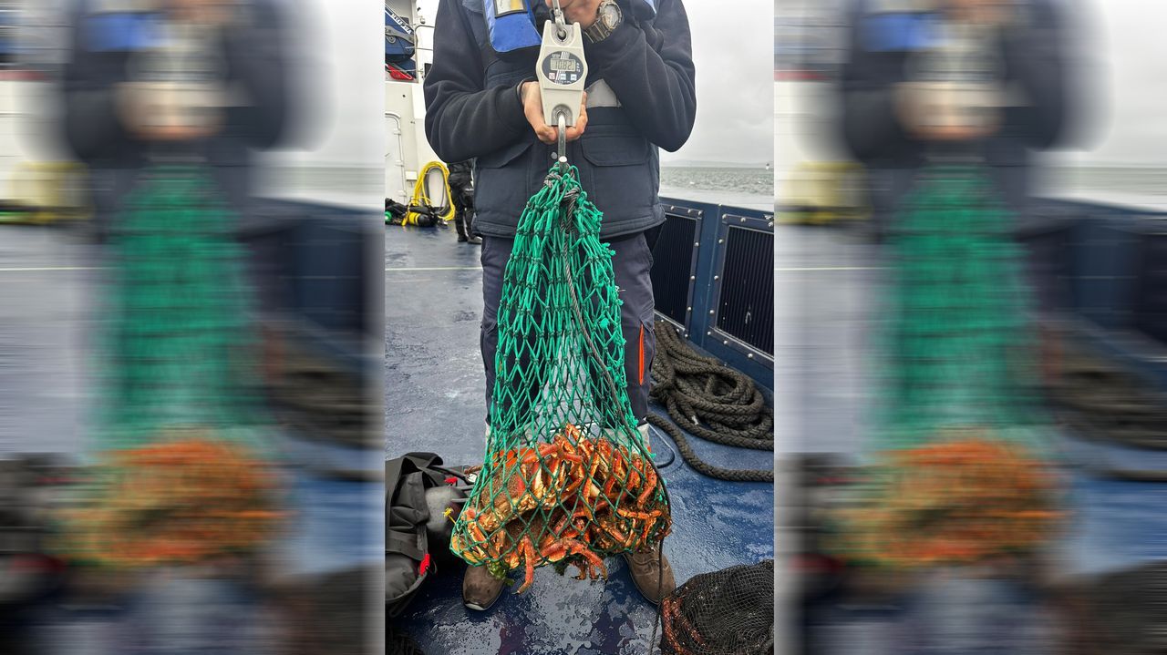 Decomisan 27,6 kilos de centolla en una gran inspección en el puerto de O Grove