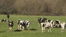 Imagen de archivo de un prado con vacas pastando